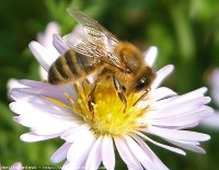 SLPD Chief Sandra Spagnoli Claims "Over Pollination" Concerns Require Strict Controls of Beekeeping 